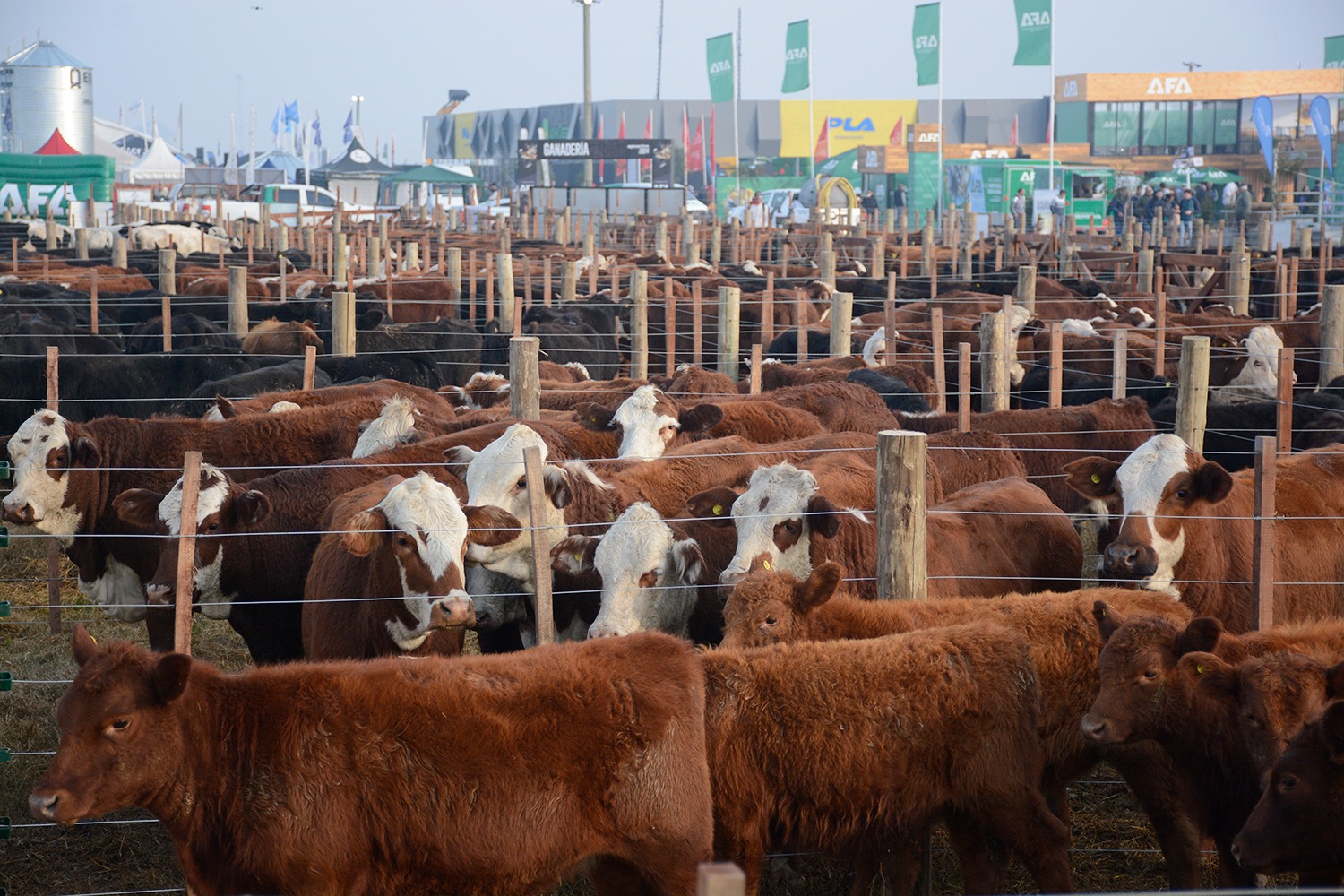 GanaderÃ­a en AgroActiva: comenzaron las inscripciones 